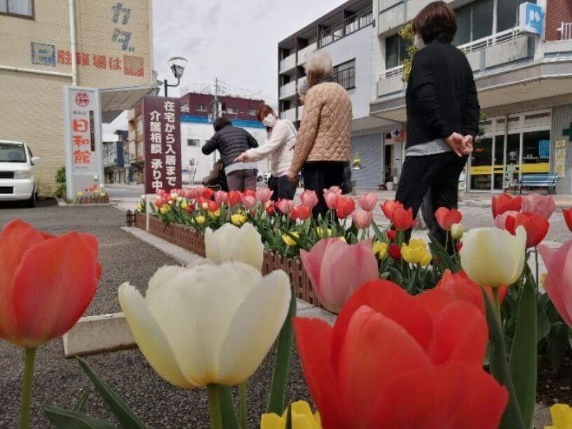 300本のチューリップが春を告げます